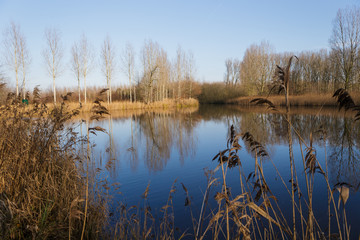 Fototapeta premium trees along border lake in winter