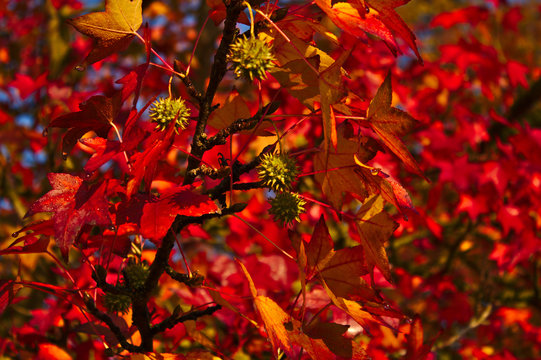 Amberbaum mit Fr&uuml;chten im Herbst