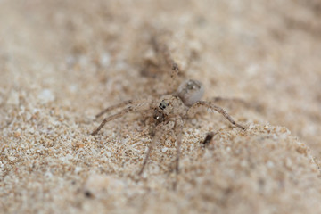 spider on sand