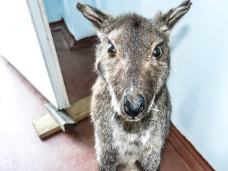 Kangaroo in the human dwelling © eleonimages