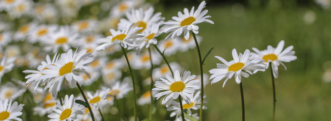 Margeriten im Sommer © pw-fotografie