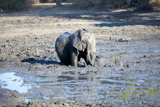 Baby elephant blocker in the mud, helped by the mother. Mana Pools National Park, Zimbabwe