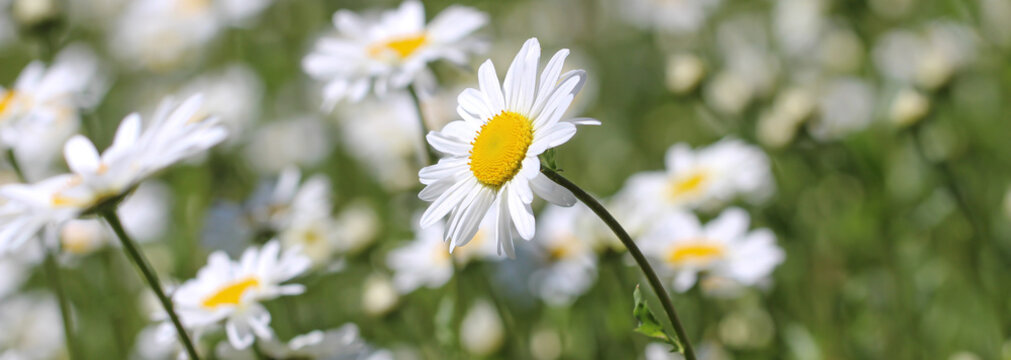 Margeriten im Sommer