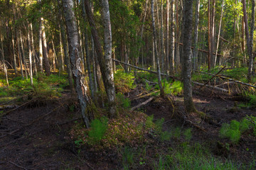 Obraz premium Intimate view inside the pine forest, Scandinavia.