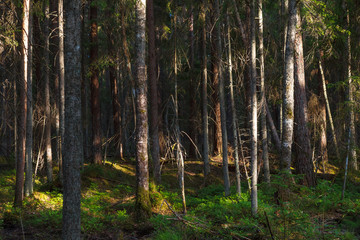 Intimate view inside the pine forest, Scandinavia.