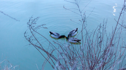 vita amorosa animale