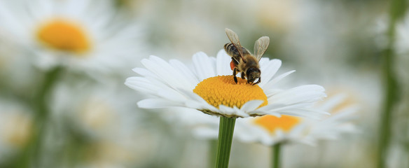 Biene auf Margeritenblüte
