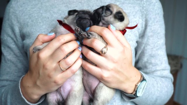Two little pug dog newborn puppies sit on hands in a nursery ready for choice or for a gift. Pug dog breeding and sales