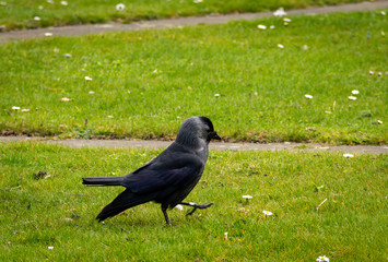 A Western Jackdaw walking and listening for insects on a green grass plain in a park in Malmö, Sweden during spring