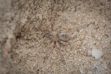 spider on sand top shot