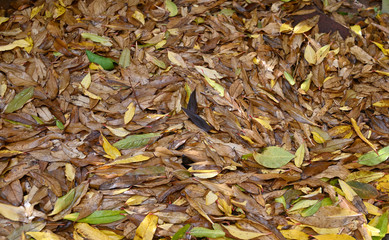 layer of fallen leaves