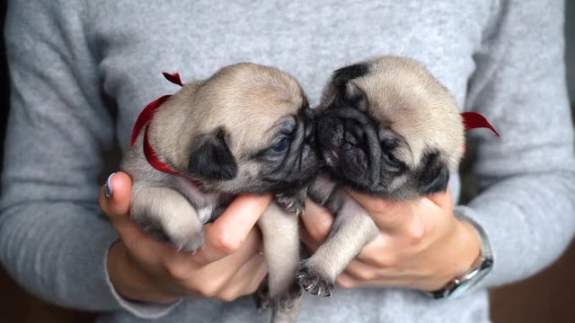 Two little pug dog newborn puppies sit on hands in a nursery ready for choice or for a gift. Pug dog breeding and sales