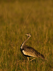 A white-bellied bustard walking in the grasslands of Masai Mara National Reserve during a wildlife...