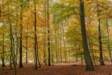 colourfull forest autumn