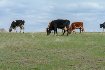 Cows graze in a meadow