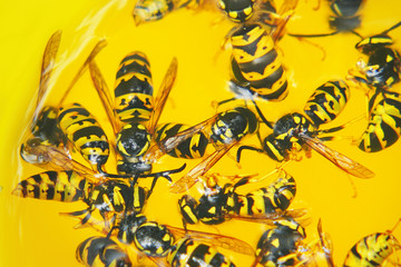 Dead wasps in a yellow glass close-up