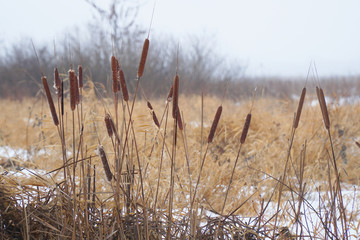 Fototapeta premium Dry cattail, marsh grass on a snowy background