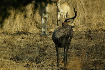 The Javan rusa or Sunda sambar (Rusa timorensis) is a deer species that is endemic to the islands of Java, Bali and Timor (including Timor Leste) in Indonesia. © PUGUH