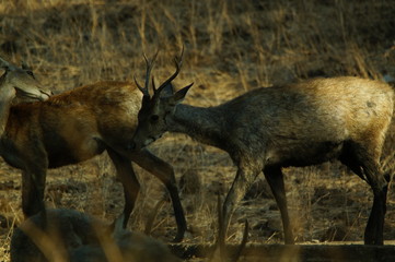 Java deer (Deer timorensis) is a type of deer that is endemic to the islands of Java, Bali and Timor (including Timor Leste) in Indonesia.