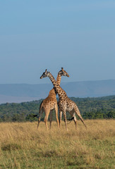 Two Giraffes fighting for a chance of right to mate in the herd inside Masai Mara National Reserve during a wildlife safari