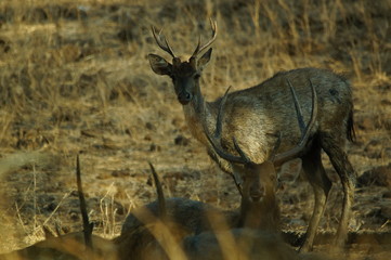 The Javan rusa or Sunda sambar (Rusa timorensis) is a deer species that is endemic to the islands of Java, Bali and Timor (including Timor Leste) in Indonesia.