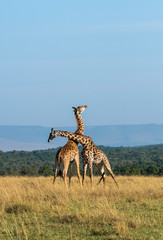 Two Giraffes fighting for a chance of right to mate in the herd inside Masai Mara National Reserve...