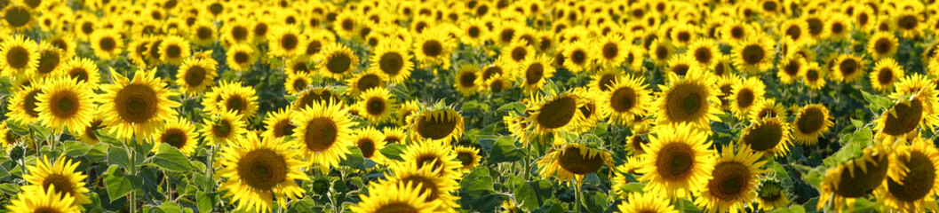 Obraz premium Yellow flowers of sunflowers on the field
