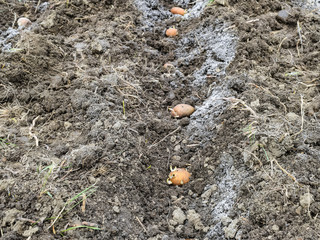 Planting potatoes in the garden