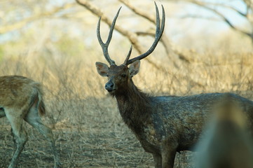 The Javan rusa or Sunda sambar (Rusa timorensis) is a deer species that is endemic to the islands of Java, Bali and Timor (including Timor Leste) in Indonesia. © PUGUH