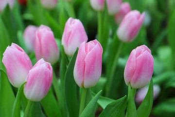Pink flower tulips flowering in tulips field.