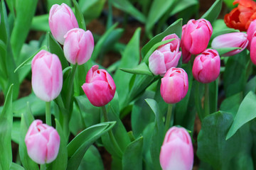 Fototapeta premium Pink flower tulips flowering in tulips field.