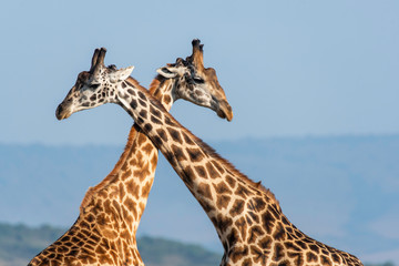 Two Giraffes fighting for a chance of right to mate in the herd inside Masai Mara National Reserve during a wildlife safari