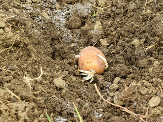 Planting potatoes in the garden