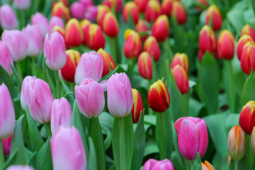 Red and Pink flower tulips flowering in tulips field.