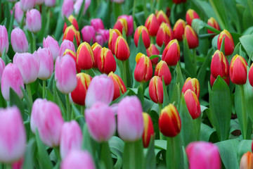 Red and Pink flower tulips flowering in tulips field.