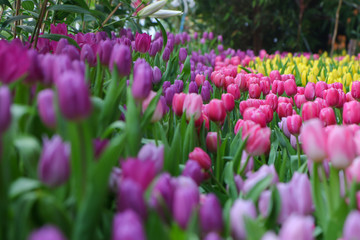 flower tulips flowering in tulips field.