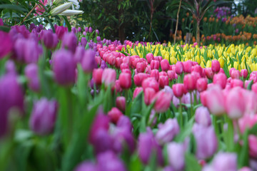 flower tulips flowering in tulips field.