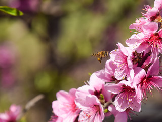 Pollination of flowers by bees peach.