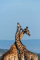 Two Giraffes fighting for a chance of right to mate in the herd inside Masai Mara National Reserve...