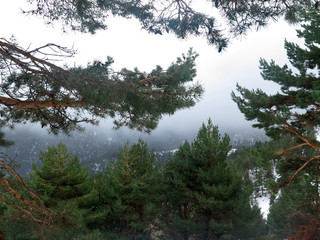 branches of a tree against sky