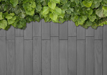 Fototapeta na wymiar Wood planks covered by green leaves. Green ivy leaves climbing on wooden fence. Natural background texture.