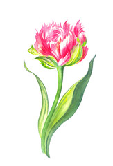 Pink terry tulip, watercolor painting on a white background isolated.