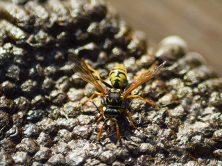 Reversed hornet's nest.