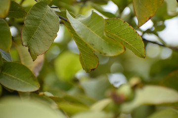 Guava Green leaves of tree