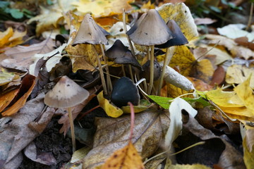 mushrooms