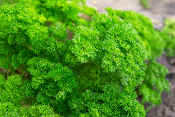 Bright fresh parsley. The concept of useful, tasty herbs for diet and diuretic therapy, treatment, vitamins - obrazy, fototapety, plakaty