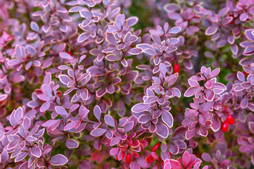 leaves of burgundy barberry with a white border. concept background, design calendars, cards, notebooks
