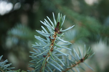 pine tree branch with cones