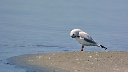 Black-headed Gull (Larus ridibundus), Greece