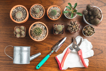 Trowel, hand fork, hoe fork, gardening glove and cactus pot plants on wooden background